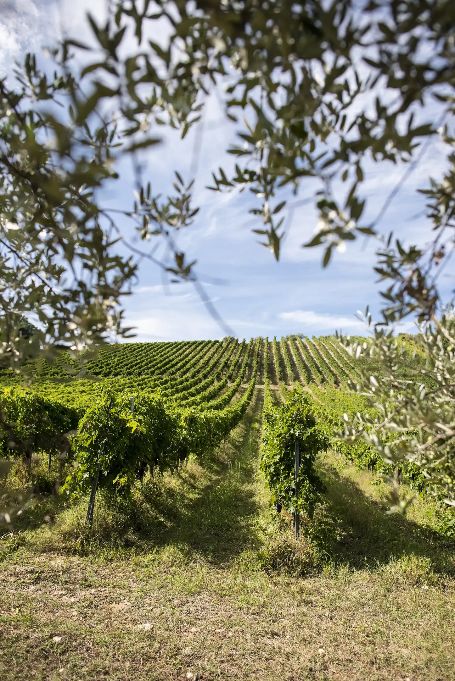 Ulivi e vigne sulle colline toscane